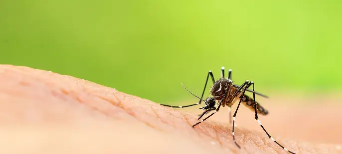 pest control