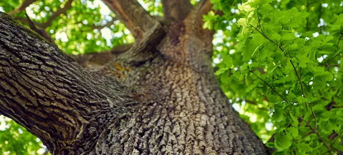 tree plant care
